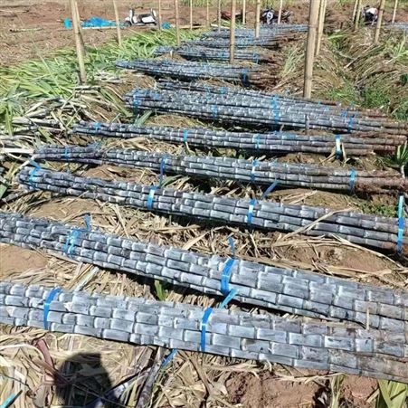 裕华基地直发 黑皮甘蔗 新鲜水果蔗 清脆多汁 现砍